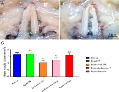 Screening and identification of genes associated with flight muscle histolysis of the house cricket Acheta domesticus